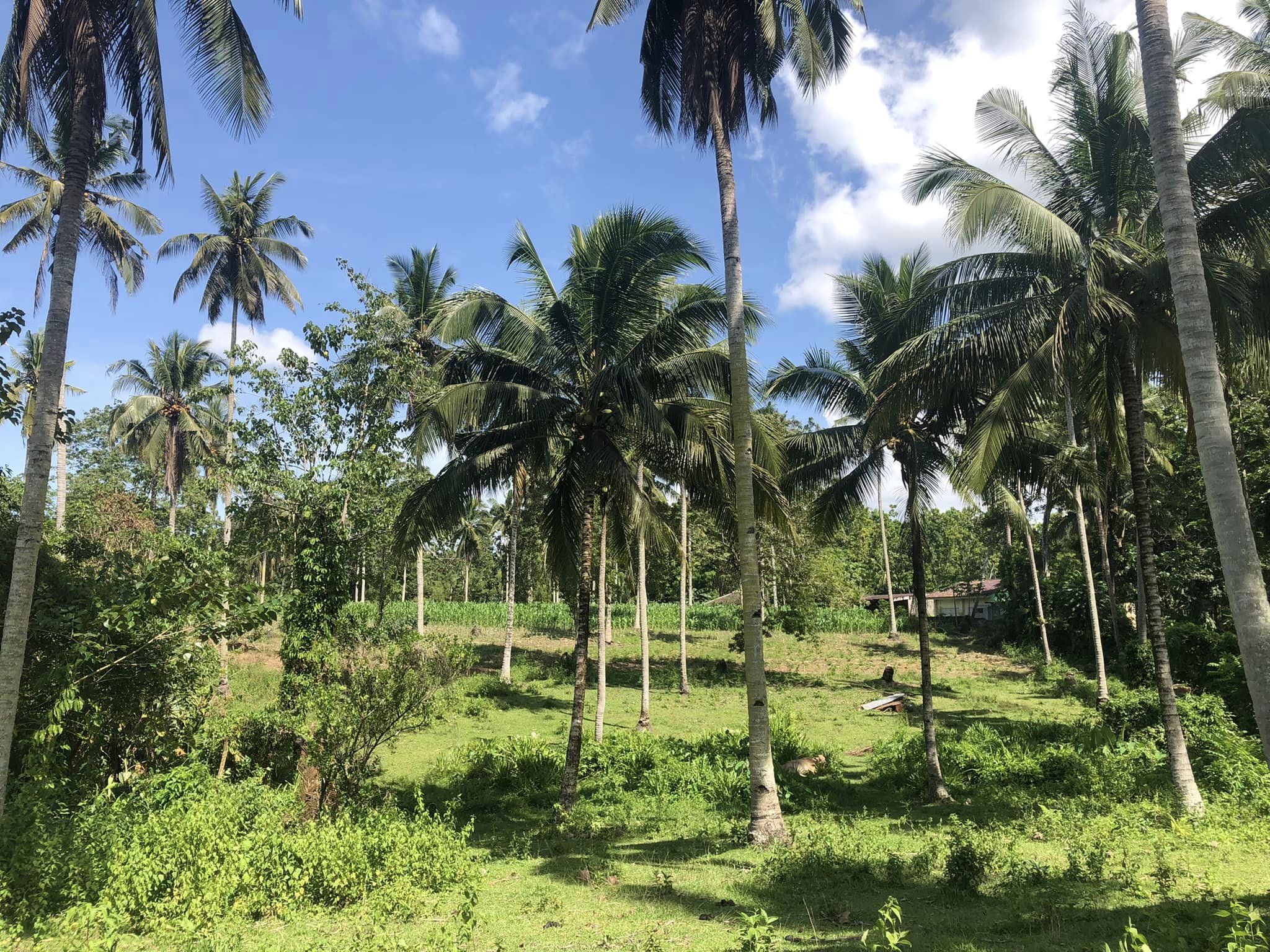 [Listing] FARM LOT FOR SALE Tubod, Lanao del Norte XYZA YAPE, REA REB